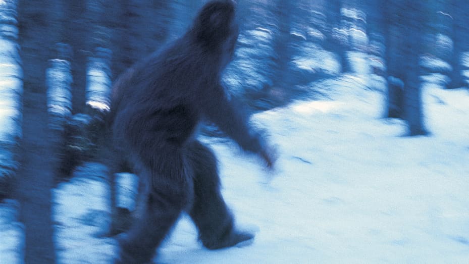 Using big data to search for Bigfoot